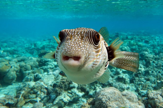 Riba napihovalka je za prebivalce oceanov mamilo. FOTO: Mirecca/Getty Images