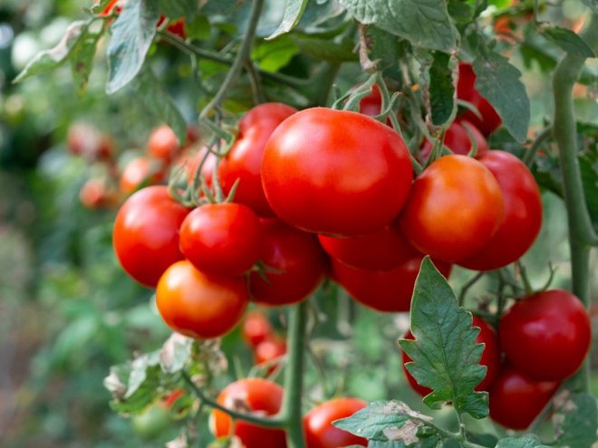 Paradižnik dobro uspeva pri temperaturah okoli 30 °C, višje mu ne prijajo. Foto: Getty Images