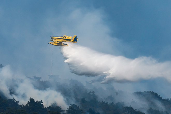 Požar na Krasu. FOTO: Leon Vidic/delo 