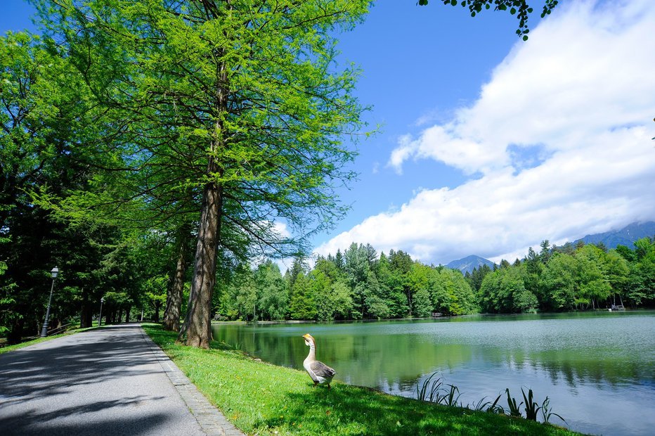 Fotografija: FOTO: Zavarovalnica Triglav