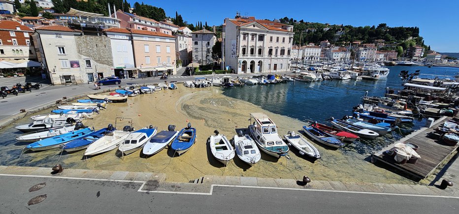 Fotografija: Piran: veter prinese morsko sluz na površino, ki jo je skoraj nemogoče očistiti, saj je morje polno. Ko odstraniš en del, priplava druga. FOTO: Boris Šuligoj