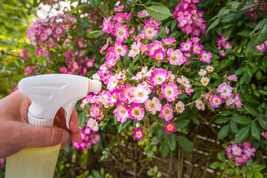 Fotografija: Čeprav je kis popolnoma naravno sredstvo, ki lahko nadomesti marsikatero kemično sredstvo, pa je treba na vrtu z njim ravnati pazljivo. FOTO: Catherinelprod, Shutterstock