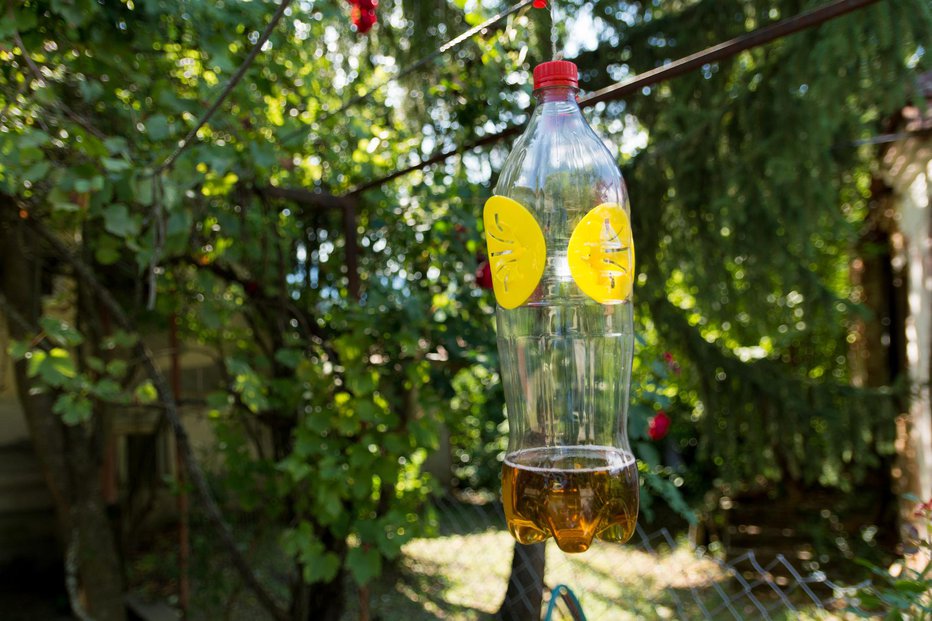 Fotografija: Domača past za insekte. FOTO: Emilija Randjelovic, Getty Images