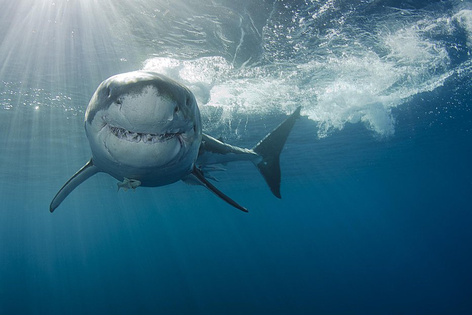 Fotografija: Fotografija je simbolična. FOTO: Rasmus-raahauge Getty Images/istockphoto