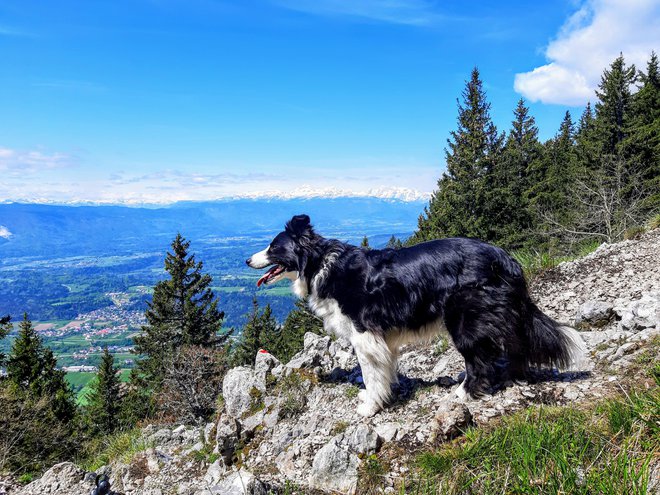 V gorah je vsako leto več psov. FOTO: Tina Horvat