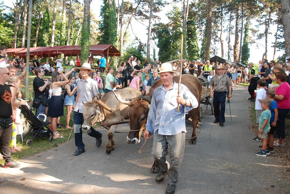 Fotografija: Lani je dogajanje popestrila volovska vprega. FOTOGRAFIJI: Olga Knez