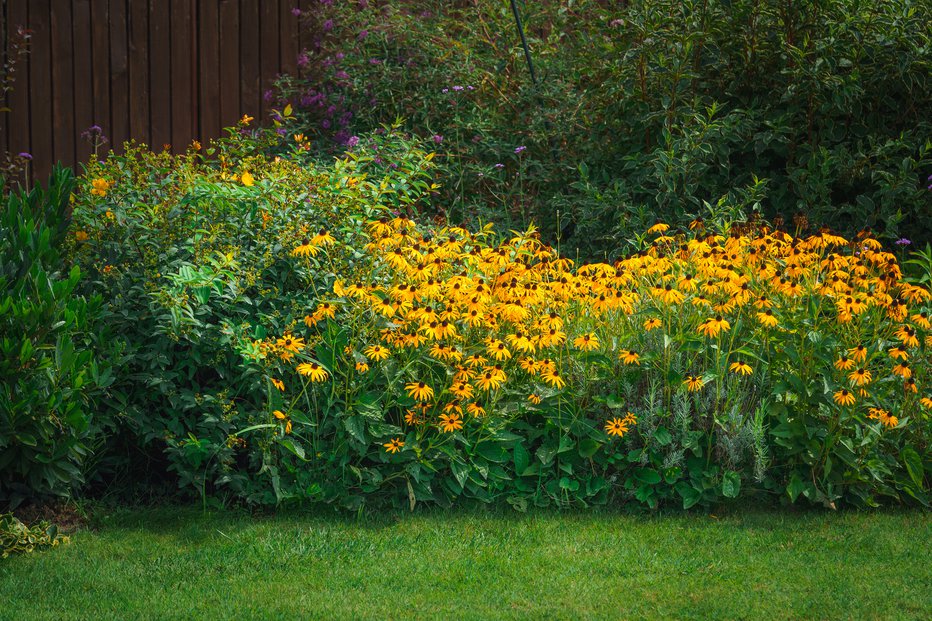 Fotografija: Rudbekije cvetijo pozno poleti in jeseni. FOTO: Katarina Molnarova/Getty Images