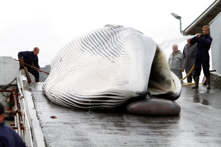 Fotografija: Priprave na predelavo ulovljenega kita v pristanišču Hvalfjordur na Islandiji Foto: Ingolfur Juliusson/REUTERS