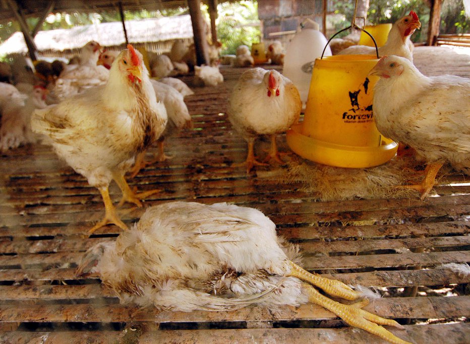 Fotografija: A chicken lies dead from unknown causes amongst other chickens at a poultry farm in south Sulawesi March 17, 2005. Bird flu has re-emerged in Indonesia's main island of Java and south Sulawesi province since the start of the year, prompting the government to slaughter affected fowl, the agriculture ministry said on Thursday. REUTERS/Yusuf Ahmad FOTO: Stringer/indonesia Reuters Pictures