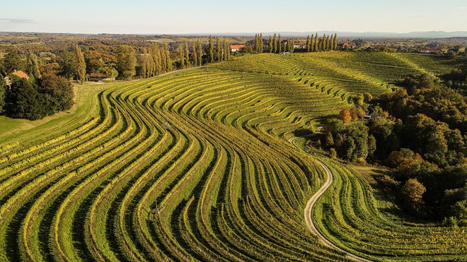 Podnebne spremembe vplivajo tudi na delo v vinogradih.