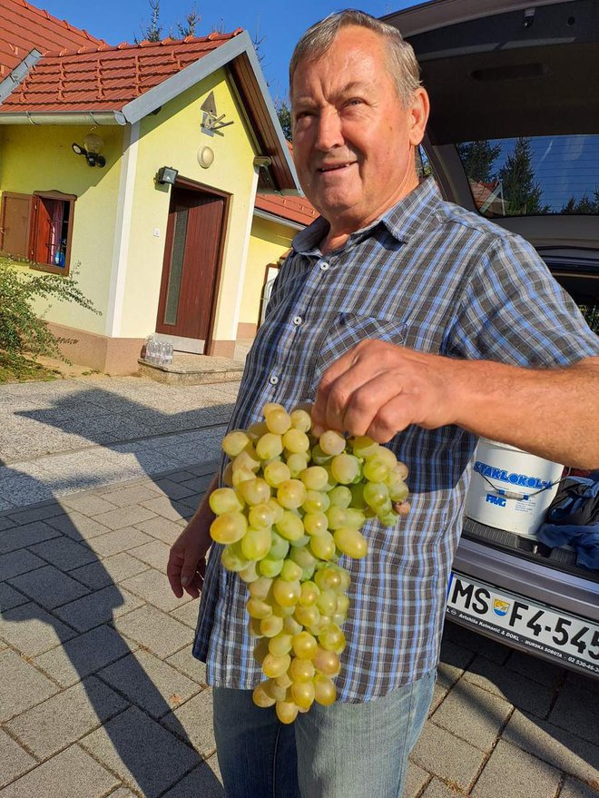 Anton Pal je lani utrgal največji grozd v vinogradih Radgonsko-Kapelskih goric.