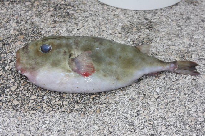 Prvo napihovalko v slovenskem morju je piranski ribič ujel novembra 2012. FOTO: Morska biološka postaja