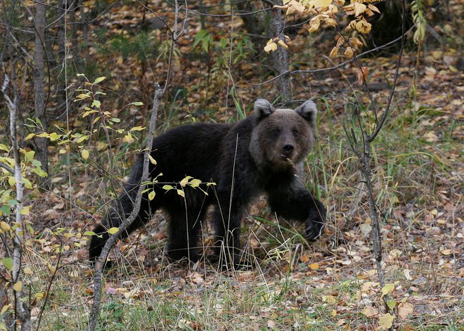 Kosmatinca je sam naložil, ker je šlo za mladiča. FOTO: Reuters