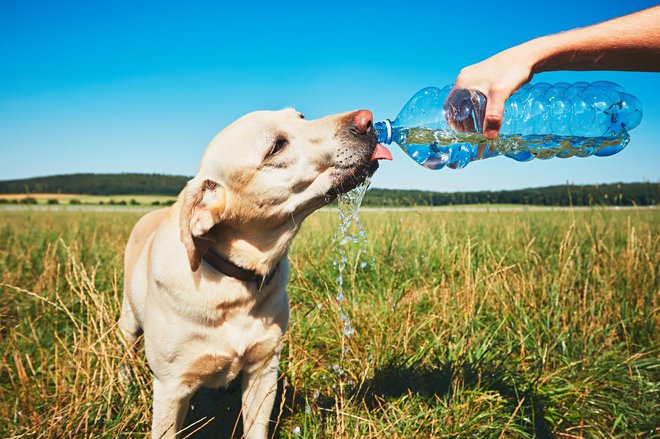 Tudi štirinožni prijatelji si bodo želeli osvežitve. FOTO: Chalabala Getty Images/istockphoto