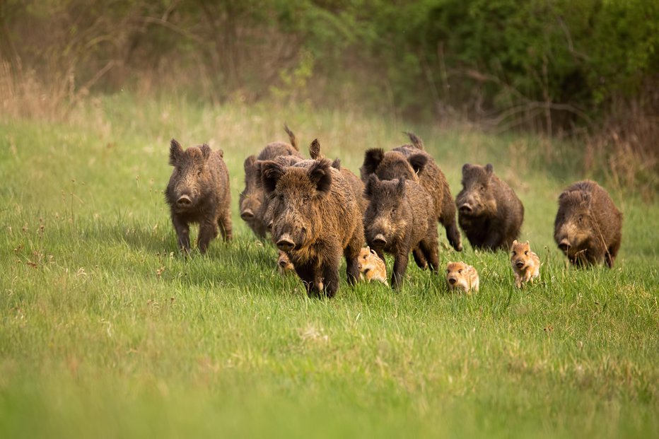 Fotografija: Ko je žival lačna, jo je težko ustaviti, pojasnjujejo lovci. FOTO: Jmrocek Getty Images/istockphoto