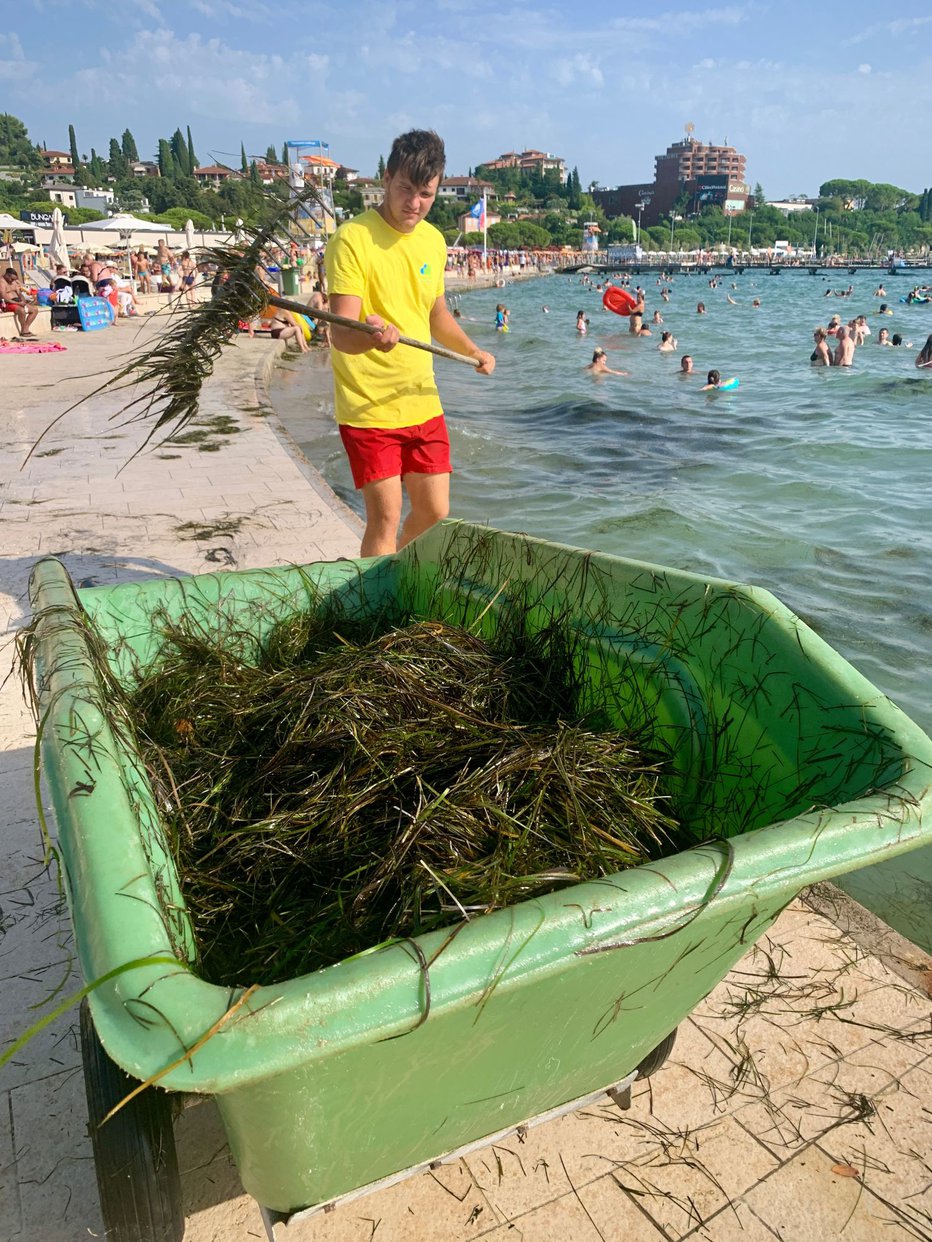 Fotografija: Listi morske trave v morju in na obalah niso znak onesnaženja.