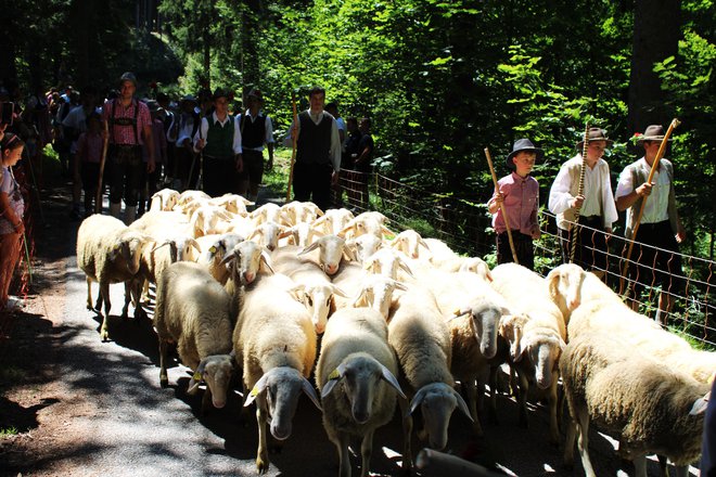 Ovce so prignali v dolino.