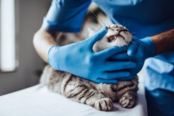 Če izgublja zobe, jo je treba peljati k veterinarju. FOTO: Vasyl Dolmatov/Getty Images