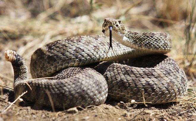 Fotografija je simbolična. FOTO: Hrossd Getty Images/istockphoto