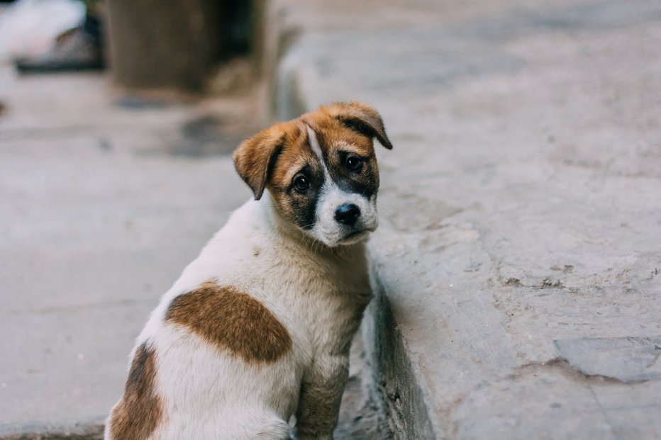 Fotografija: Simbolična fotografija. FOTO: Ttp6 Getty Images/istockphoto