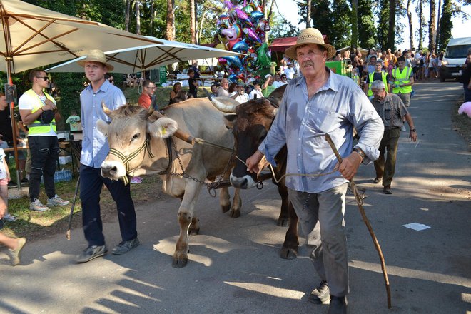 Kraška sivca peljeta čebeljo družino na pašo.