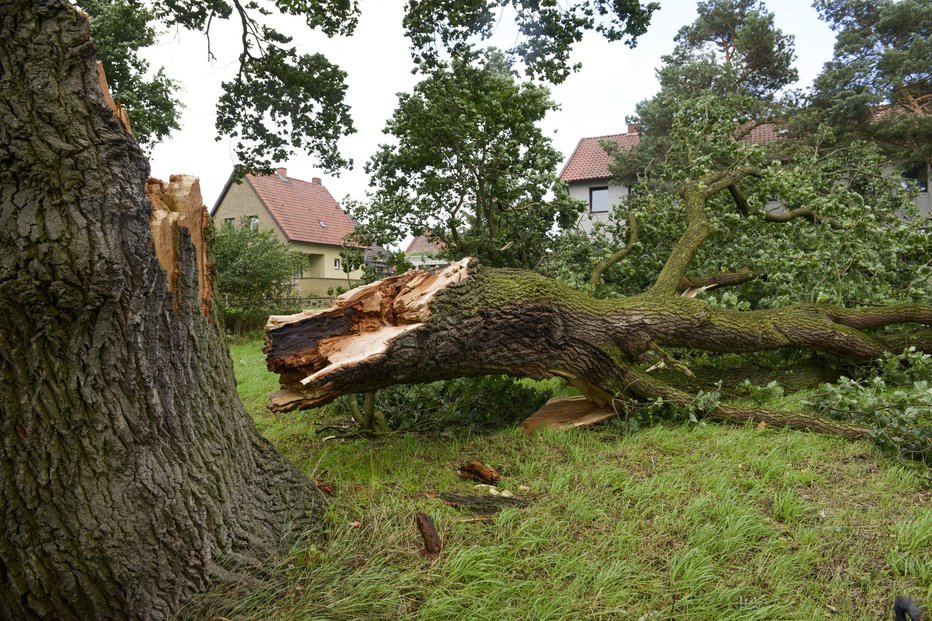 Fotografija: Padala so drevesa. Simbolična fotografija. FOTO: Schulzie Getty Images/istockphoto