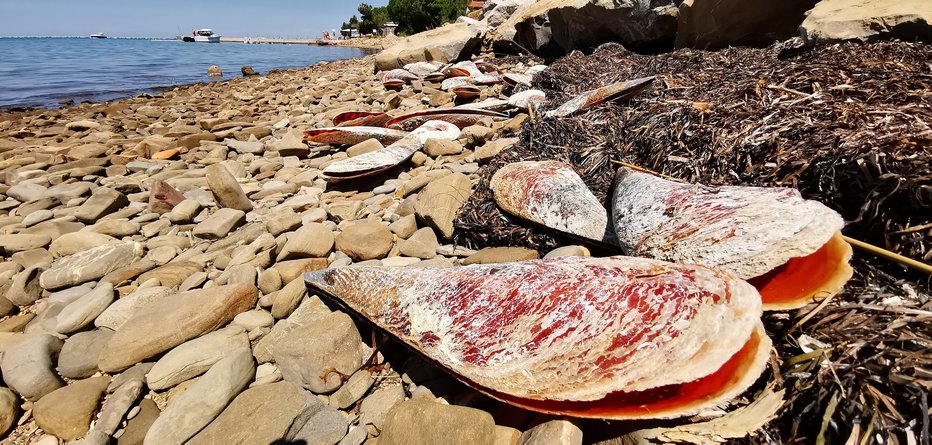 Fotografija: Fotografija je simbolična. FOTO: Boris Šuligoj, Delo