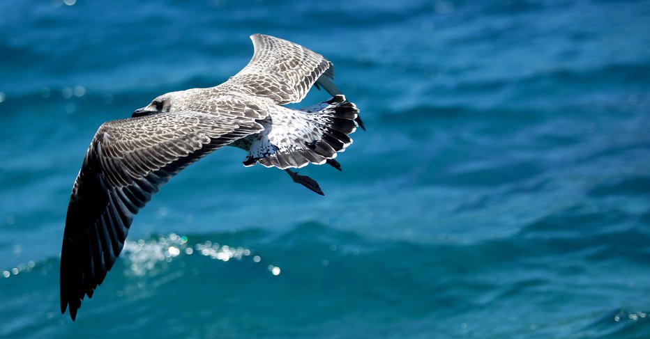 Fotografija: Galebi slovijo po predrznosti. FOTO: Roman Šipić