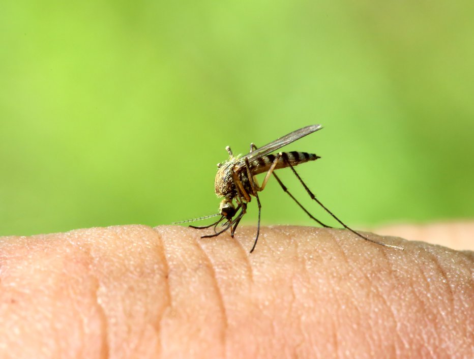 Fotografija: Virus prenašajo komarji. FOTO: Kokhanchikov, Shutterstock