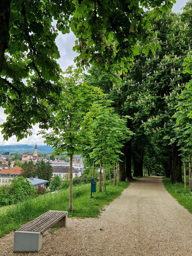 Novomeški Kettejev drevored se lahko pohvali s 370 divjimi kostanji. FOTO: Tanja Jakše Gazvoda