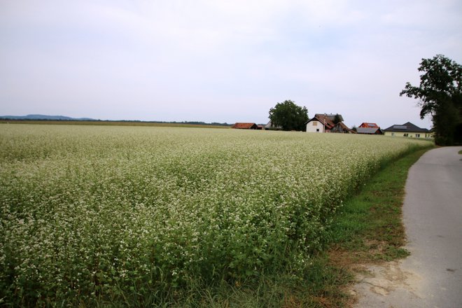 Cvetoča ajda na Valnerjevem polju v Plitvici FOTO: Oste Bakal