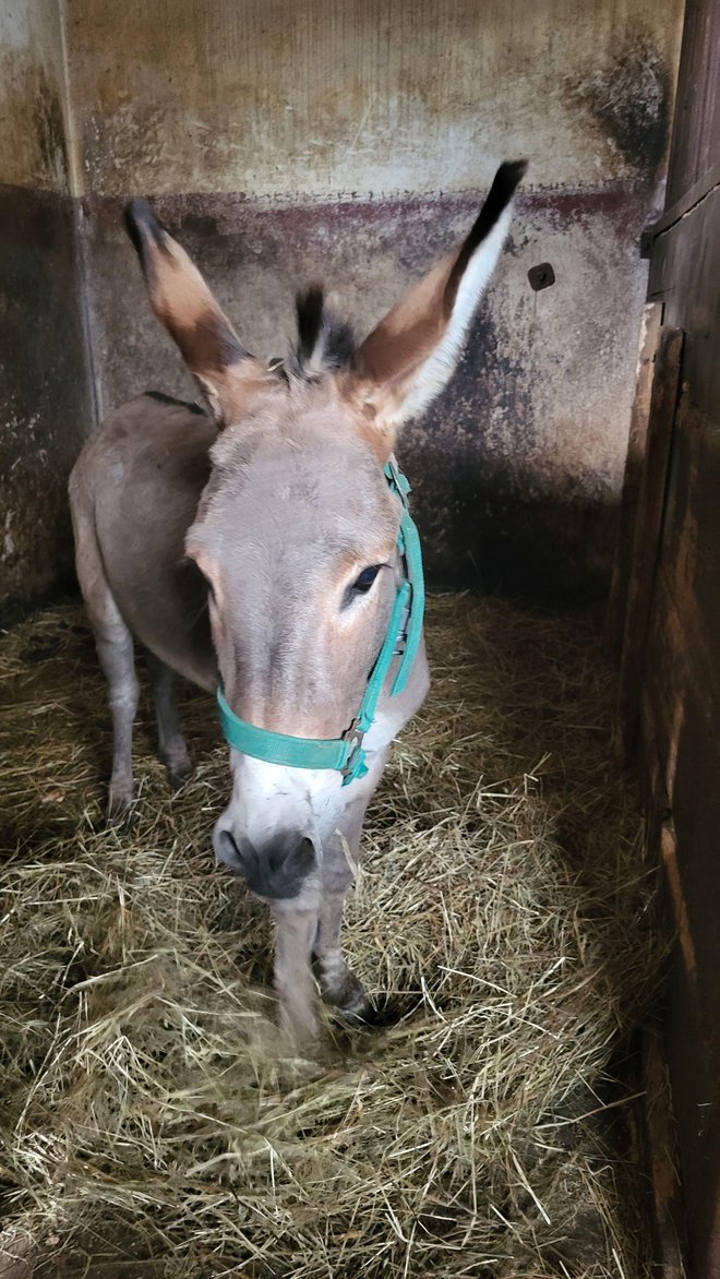 Korel je ponosni oče male Andrejke, a pri vzgoji in rasti prve dni nima besede.