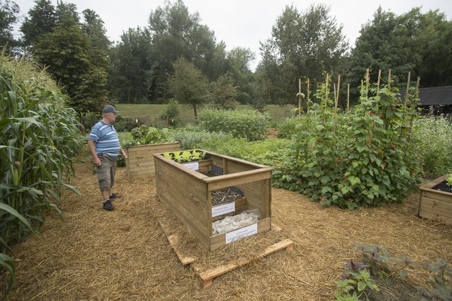 Niti s paradižnikom in solato se ne uspemo približati 50 odstotkom domače zelenjave na trgu. Foto: Jure Eržen/delo