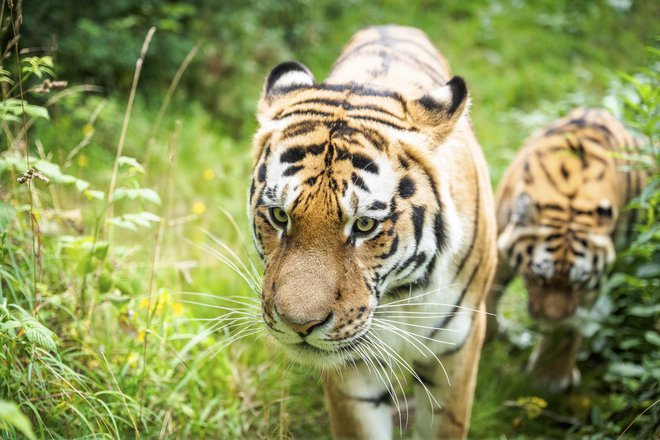 FOTO: Zoo Kristiansand