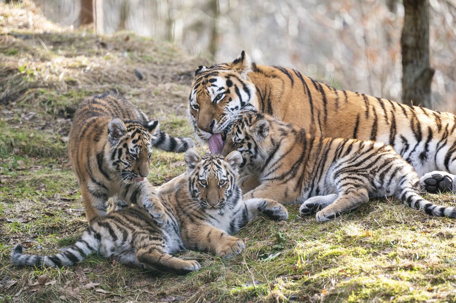 Fotografija: FOTO: Zoo Kristiansand