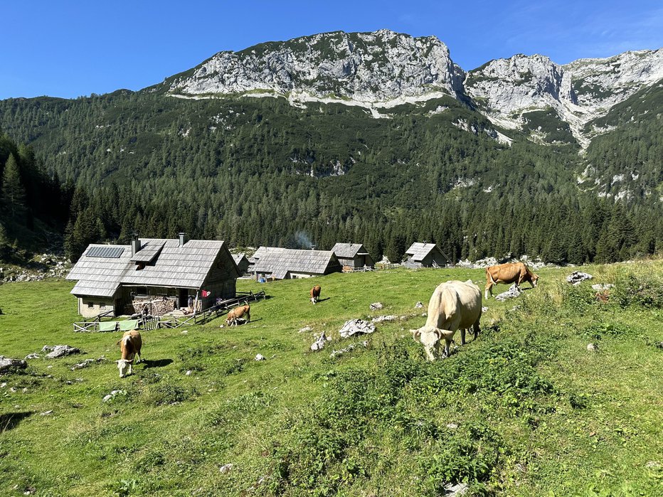 Fotografija: Na Planini v Lazu se pase ducat krav, družbo jim delajo ovce in lama. FOTOGRAFIJE: Simona Bandur