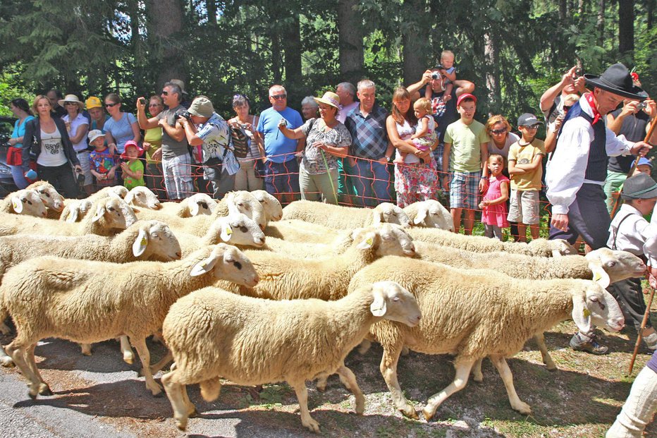 Fotografija: Osrednji del je prihod ovac ob rob prireditvenega prostora. FOTO: Primož Hieng