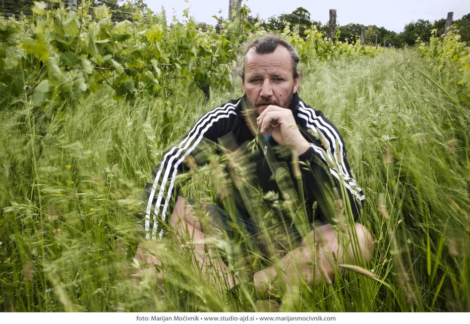 Fotografija: Vasja Čotar v vinogradu Ivanji grad FOTO: Marijan Močivnik