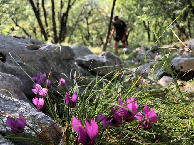 Ciklame so znanilke jeseni. FOTO: Robert Zabukovec