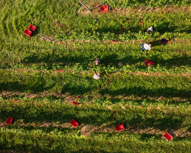 Odločitev o času trgatve je v rokah vsakega vinogradnika. FOTO: Arhiv Dela