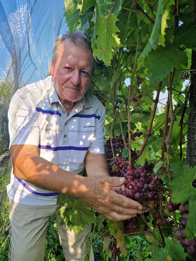 Anton Baznik redno spremlja trte in grozdje v svojem vinogradu. FOTO: Tanja Jakše Gazvoda