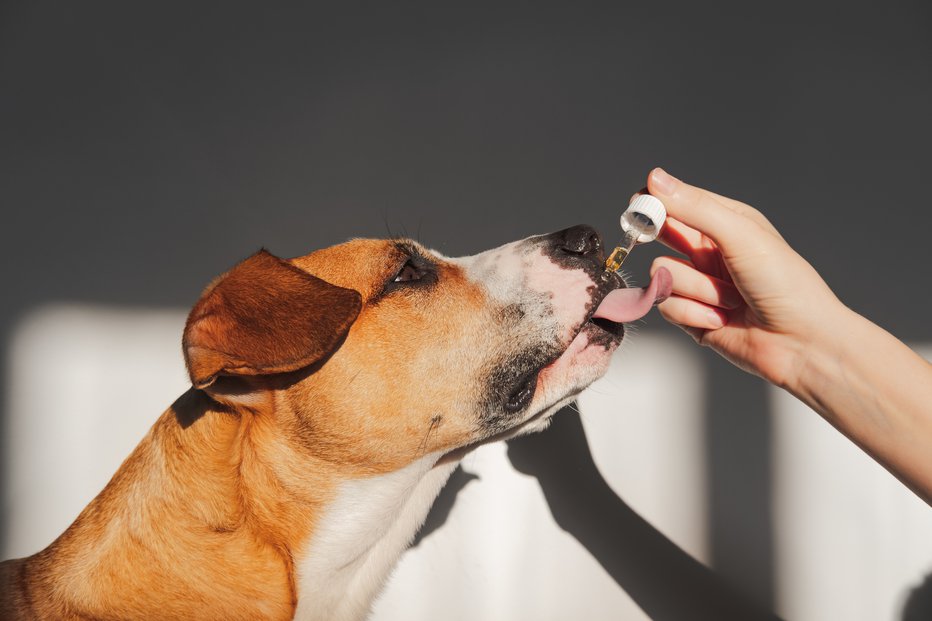 Fotografija: O njihovi uporabi vedno najprej povprašajte veterinarja. FOTO: Photoboyko/Getty Images