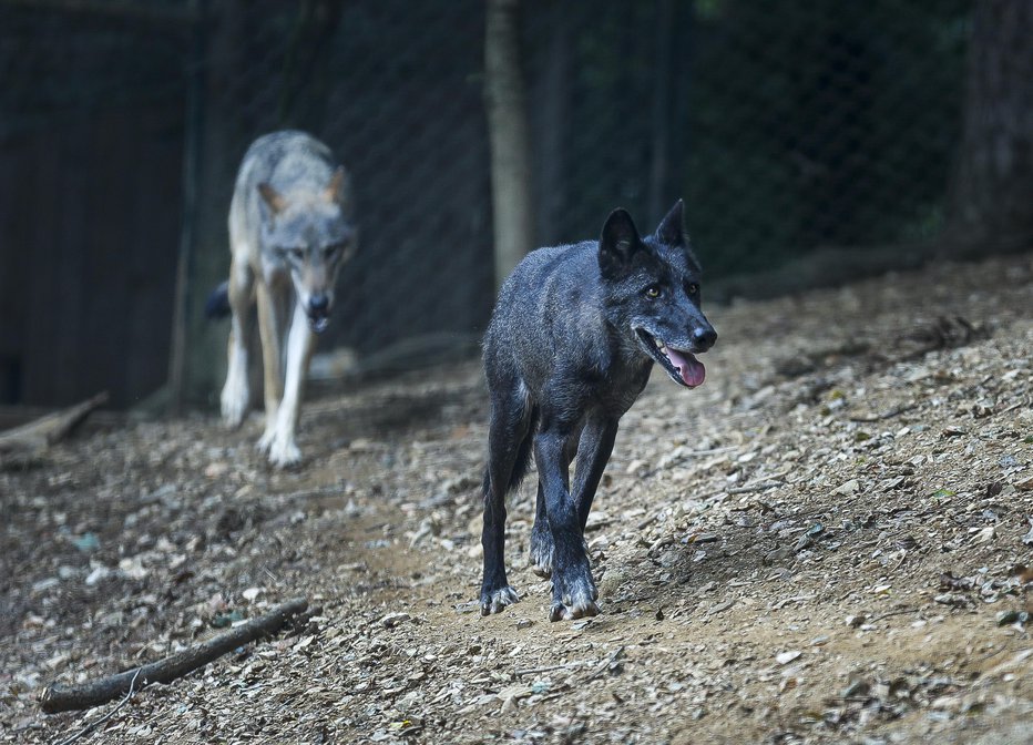 Fotografija: FOTO: Jože Suhadolnik, Delo