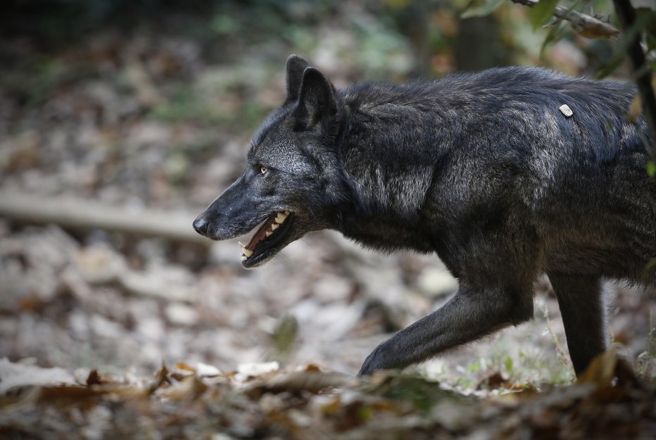 Fotografija: Volk je spet napadel. FOTO: Blaž Samec