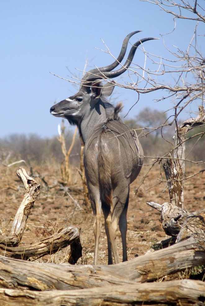 Kudu. FOTO: Janez Mihovec