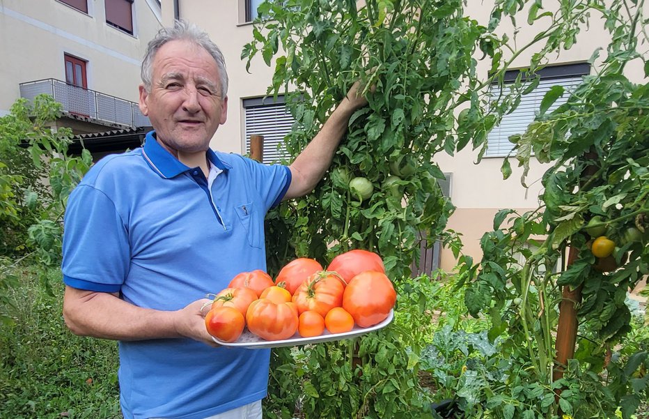 Fotografija: Drago Ratković iz Novega mesta s svojim veleparadižnikom FOTO: Drago Perko