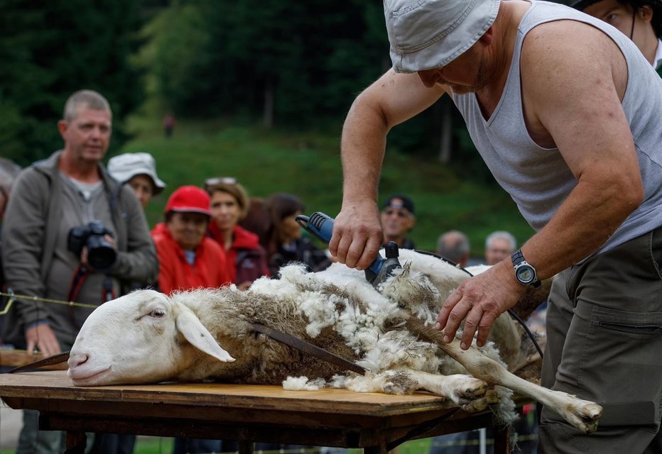 Fotografija: Z ovčarskim balom obujajo staro ovčarsko tradicijo. FOTO: RTC Zatrnik