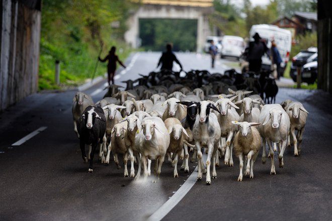 Po končani poletni paši ovce priženejo v dolino. FOTO: RTC Zatrnik