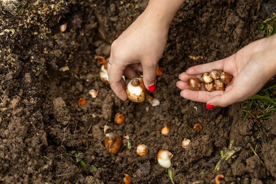 Fotografija: Jesen je čas, ko vrt pripravljamo na zimovanje, hkrati pa tudi pravi trenutek, da si zagotovimo cvetočo pomlad. FOTO: S.o.e, Shutterstock