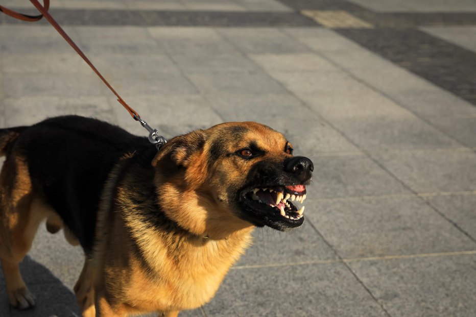 Fotografija: Aggressive German Shepherd dog on city street FOTO: Liudmila Chernetska Getty Images/istockphoto